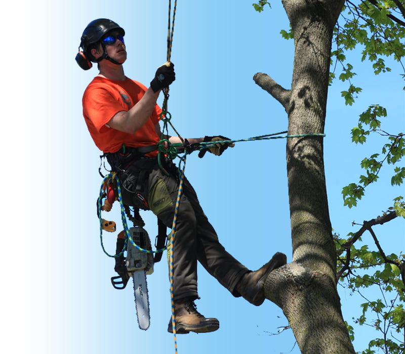 tree surgeon near me